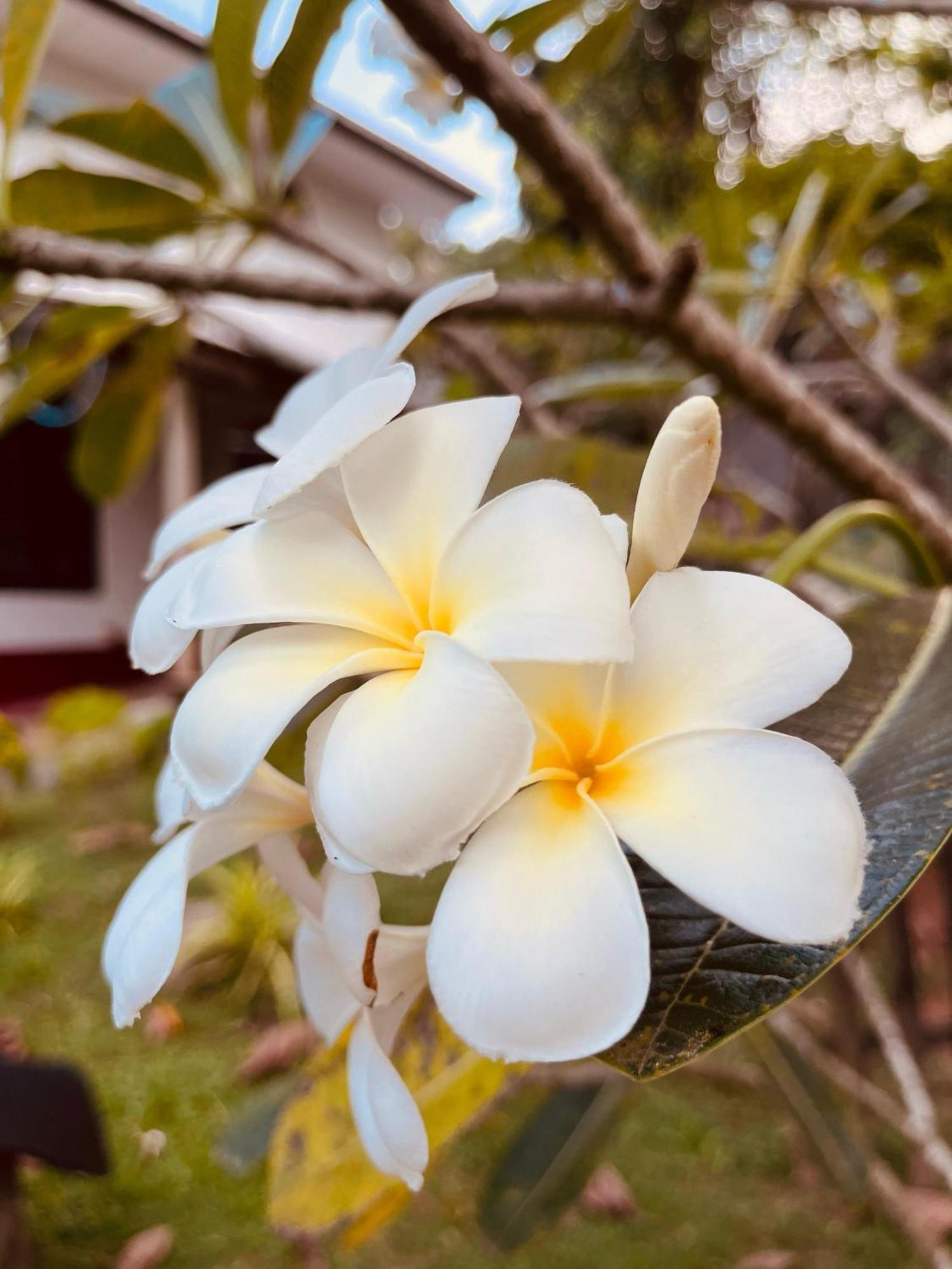 Unawatuna White Villa エクステリア 写真